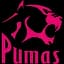 Pumas